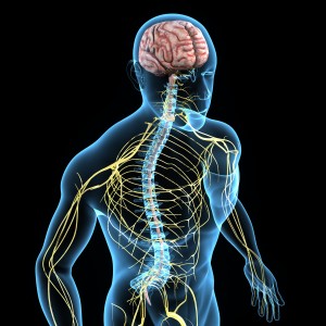 menschliches nervensystem